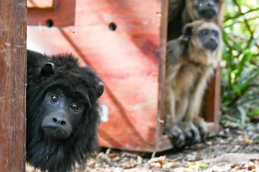 El guardafauna de Las Colonias alertó sobre la venta de monos en las rutas