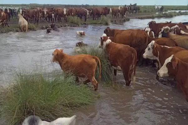El gobierno convocó a la Comisión de Emergencia Agropecuaria para el miércoles 