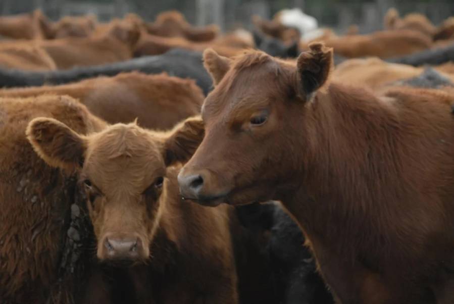 La faena vacuna cayó al nivel más bajo en décadas y el consumo de carne por habitante sigue en descenso