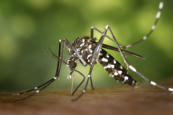 Mosquitos: científicos de la UNL analizan qué virus transmiten en Santa Fe