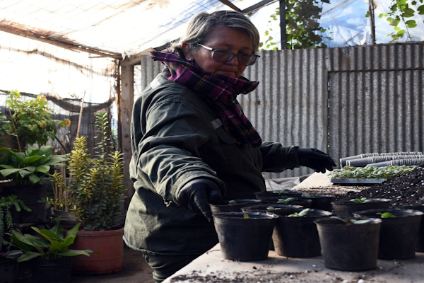 Juegos Suramericanos: la Municipalidad produce más de 18 mil plantines