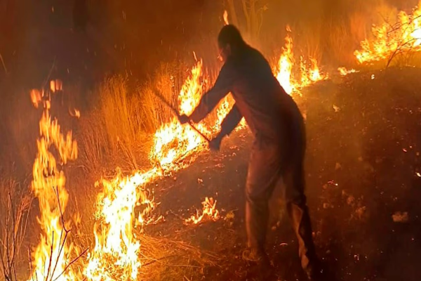 Ola de calor: España registra incendios forestales