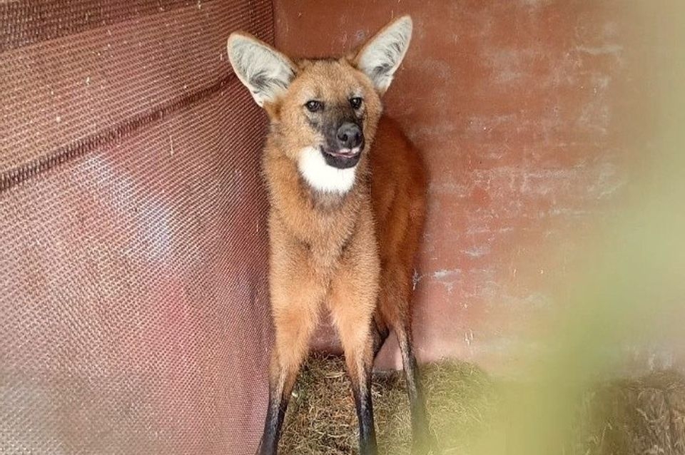 Rescataron a otro aguará guazú asustado en zona urbana
