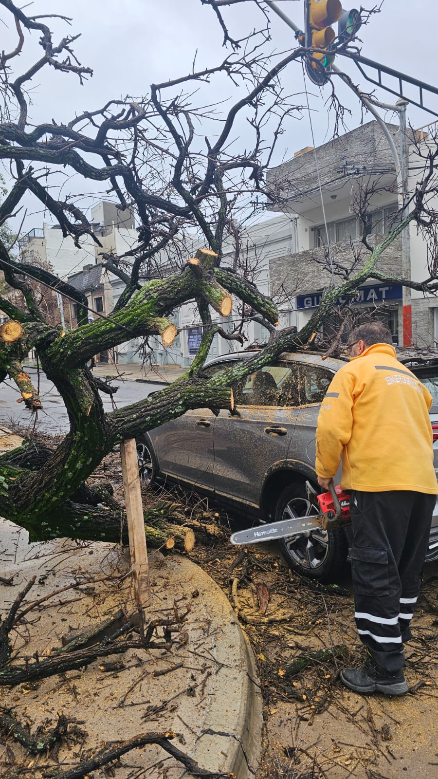 Un árbol cayó encima de una camioneta en Bv Pellegrini y 9 de Julio