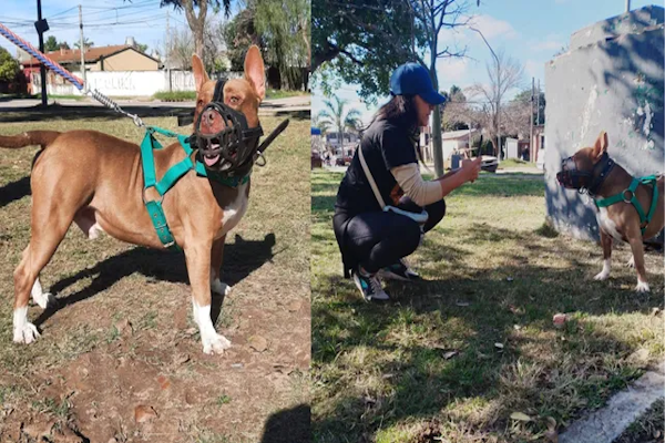 Un pitbull lleva siete meses alojado en una comisaría tras morder a una nena 