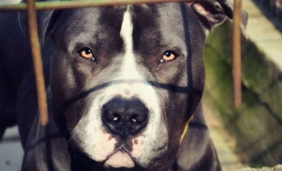 Murió la nena de 2 años que fue atacada por perros en Córdoba
