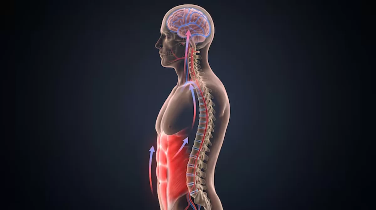 Activar los músculos abdominales puede modificar el movimiento cerebral