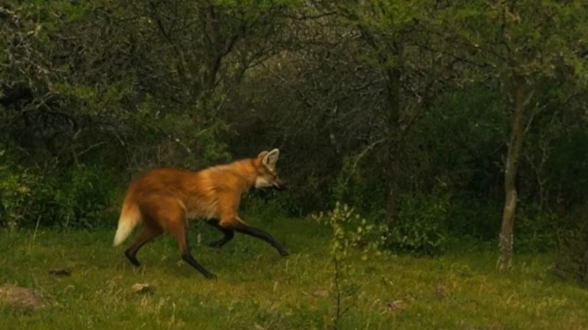 El animal completó controles veterinarios y estudios de salud. - UNO Santa Fe